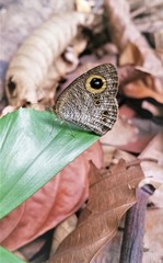 Ypthima baldus newboldi