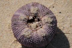 Euechinoidea
