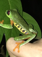 Agalychnis callidryas