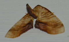 Plagodis dolabraria