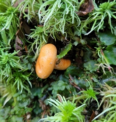 Lactarius aestivus