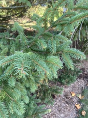 Picea