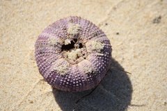 Euechinoidea