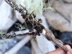 Pseudocyphellaria citrina
