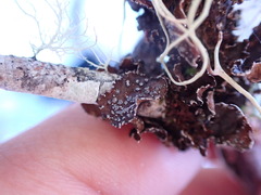 Pseudocyphellaria citrina