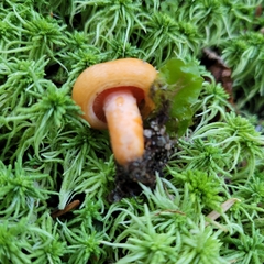 Lactarius aestivus