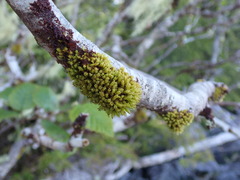 Plenogemma phyllantha