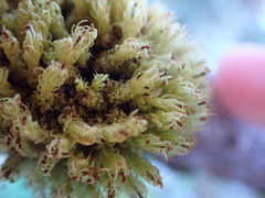 Plenogemma phyllantha