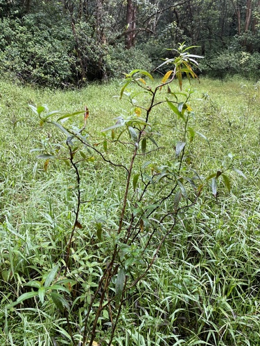 Ludwigia octovalvis observed 2022-10-11