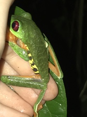 Agalychnis callidryas