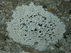 Diplotomma alboatrum