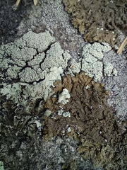 Xanthoparmelia pulla