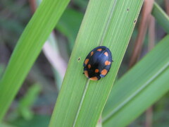 Botanochara octopustulata