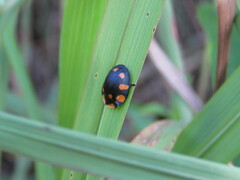 Botanochara octopustulata