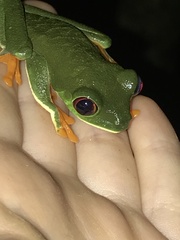 Agalychnis callidryas