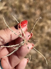 Eleusininae