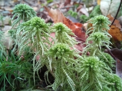 Sphagnum squarrosum