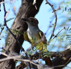 Myiarchus cinerascens