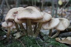 Armillaria