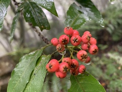 Photinia niitakayamensis
