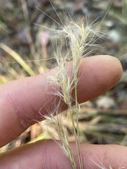 Andropogon ternarius