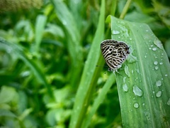 Leptotes plinius