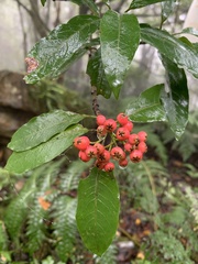 Photinia niitakayamensis