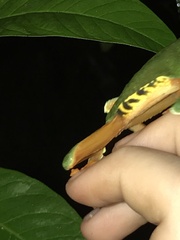 Agalychnis callidryas