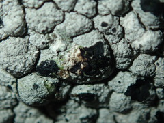 Diplotomma alboatrum