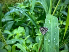 Leptotes plinius