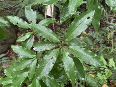 Photinia niitakayamensis