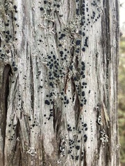 Mycoblastus sanguinarius