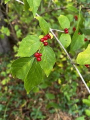 Caprifoliaceae
