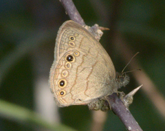 Hermeuptychia sosybius
