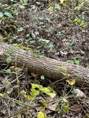 Aleurodiscus oakesii