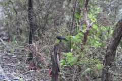 Anthornis melanura melanura