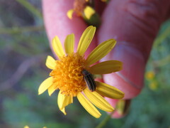 Astylus cincticollis