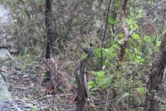 Anthornis melanura melanura