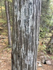 Mycoblastus sanguinarius