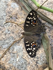 Junonia lemonias