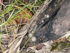 Lycogala flavofuscum