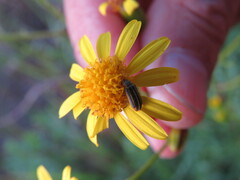 Astylus cincticollis