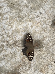 Junonia lemonias