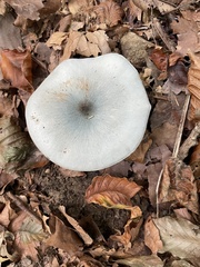 Clitocybe odora