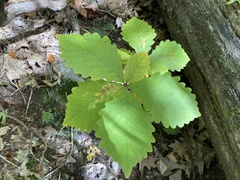 Quercus montana