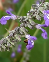 Brachygastra mellifica