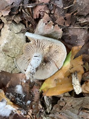 Clitocybe odora