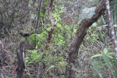 Anthornis melanura melanura