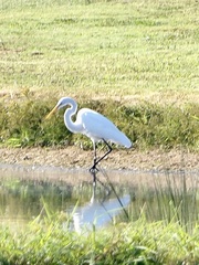 Ardea alba egretta