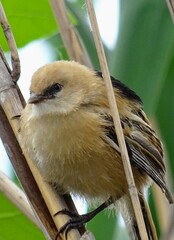 Panurus biarmicus